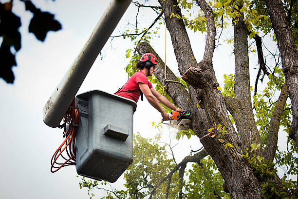 How Our Tree Care Process Works  in Okeechobee, FL